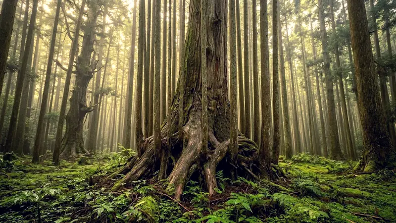 Daisugi: la tecnica forestale giapponese del XIV secolo c... - Foto 1