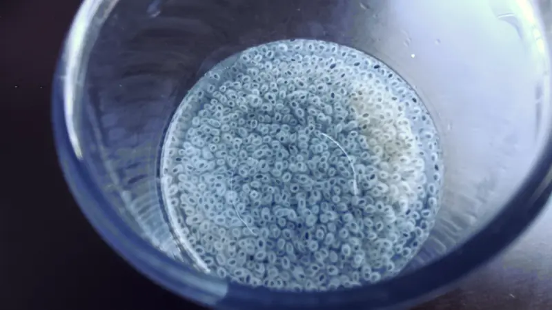Hạt Húng Quế: Superfood Châu Á Hỗ Trợ Đường Ruột và Đường... - Foto 2